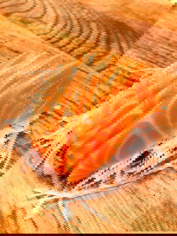 Chihaya - Sushi i Borås - Photo 2