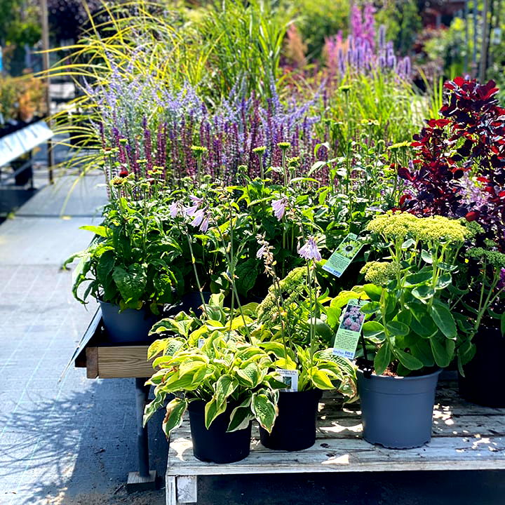 Rångedala Plantskola - Photo 2