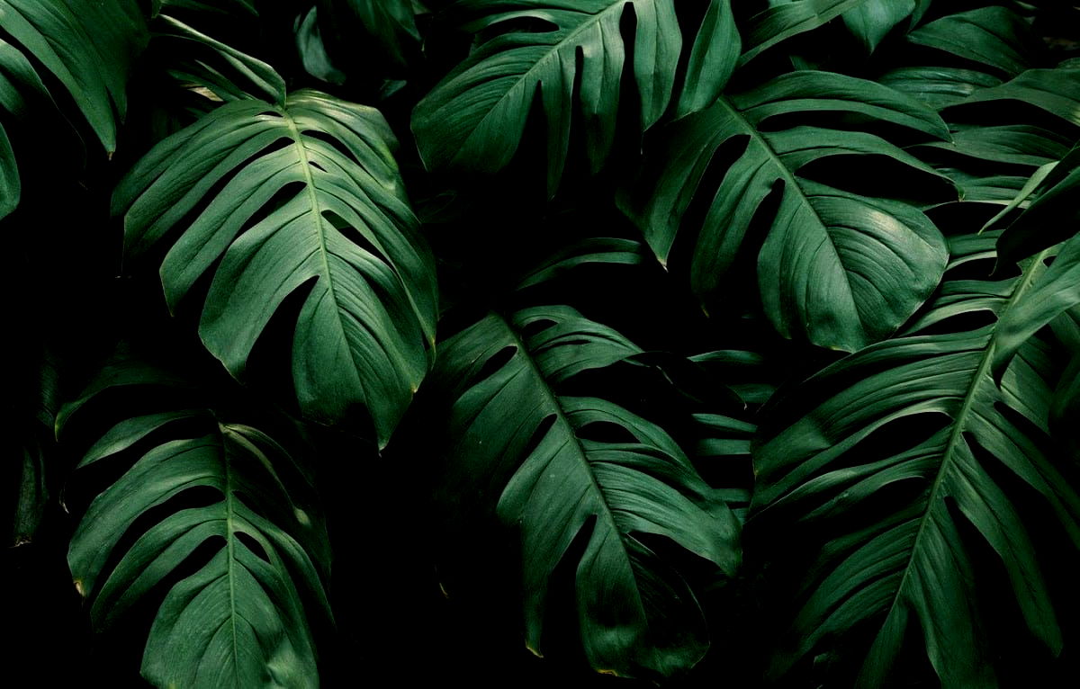 Plantkaféet - Photo 3