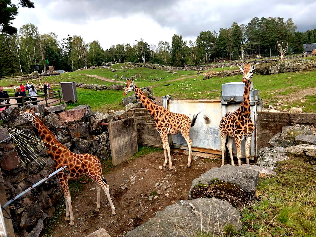 Borås Zoo - Photo 1