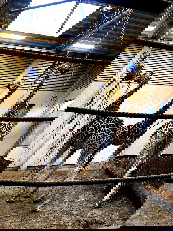 Borås Zoo - Photo 3