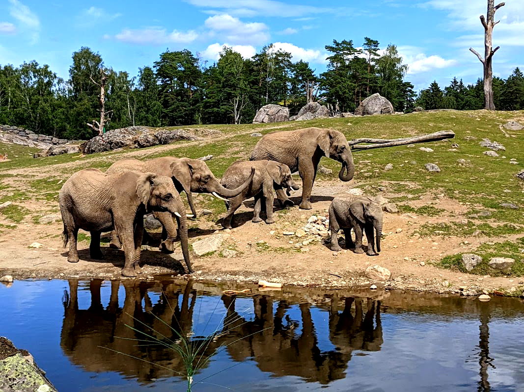 Borås Zoo - Photo 4