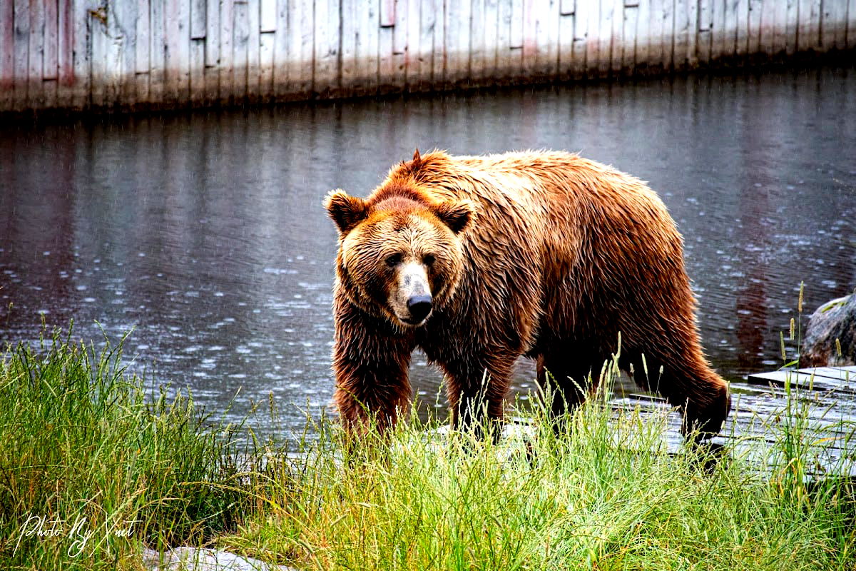 Borås Zoo - Photo 5