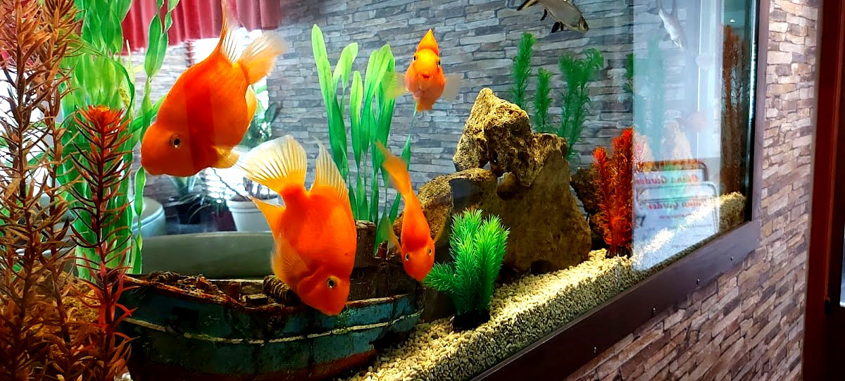 China Garden - Photo 5