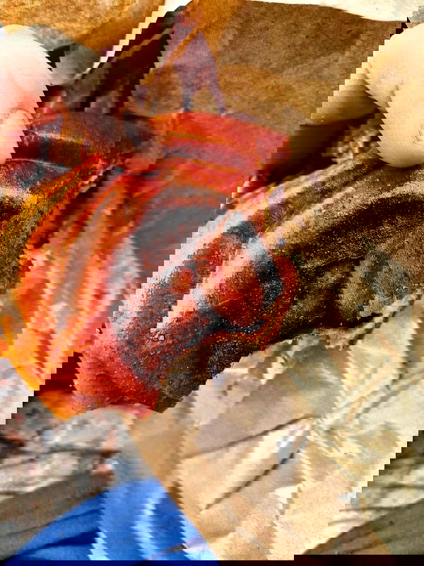 Smashburger - Photo 3