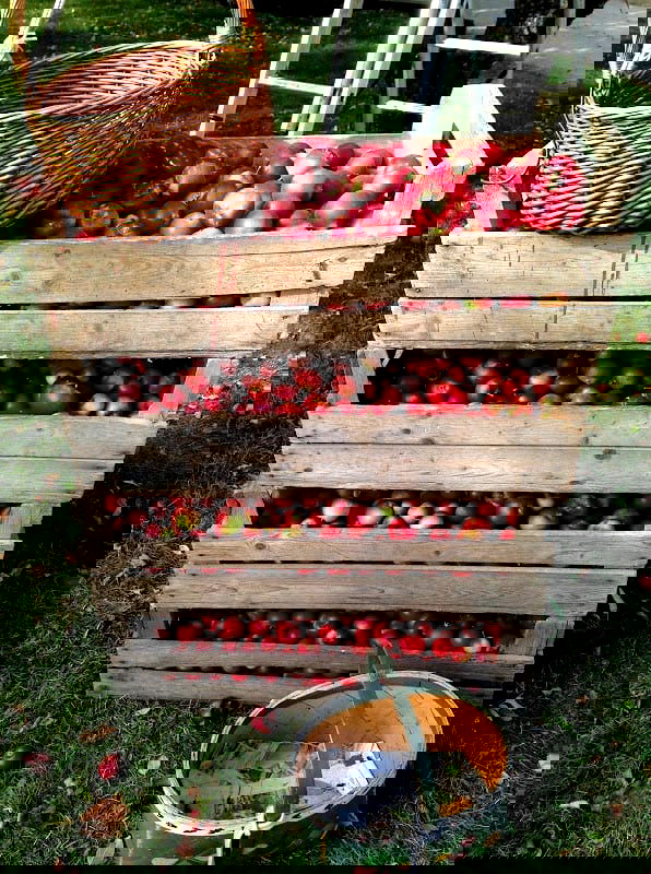 Granum Musteri - Photo 2