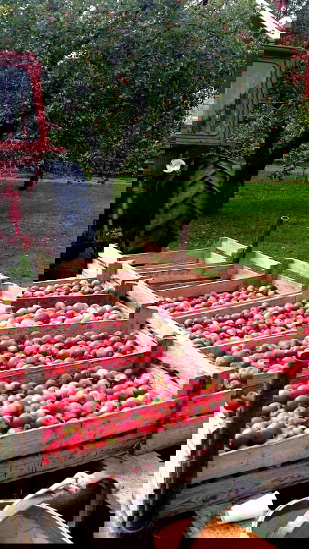 Granum Musteri - Photo 3