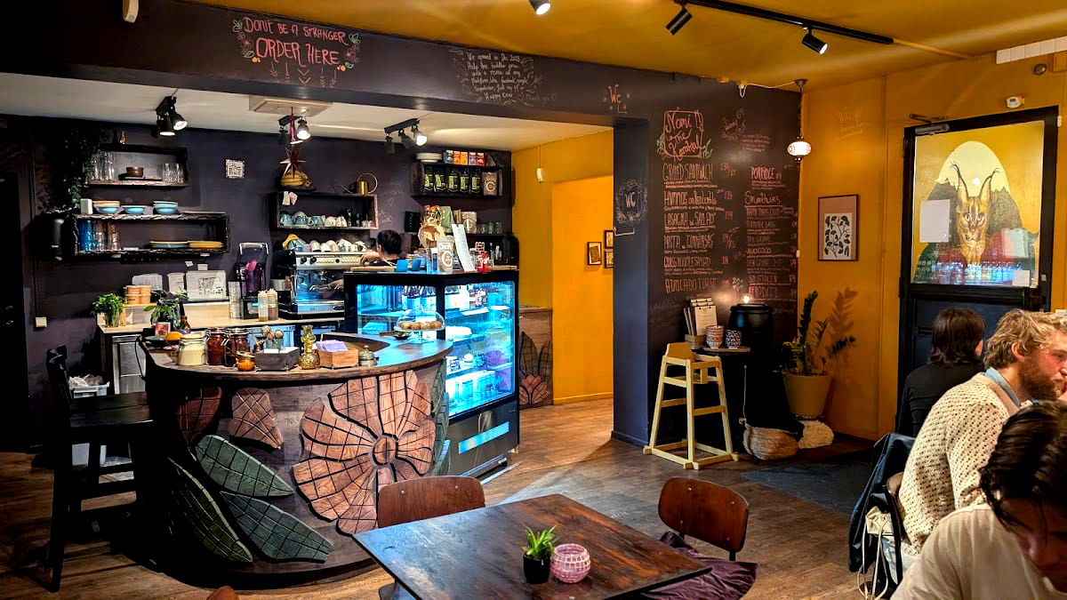 Nomi the Karakal - Photo 4